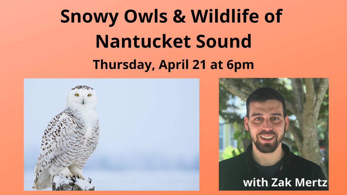 Our live webinar exploring Wildlife &amp; Snowy Owls around #NantucketSound is tomorrow at 6pm! Register for free at: tinyurl.com/SOS-wildlife. Our guest speaker will be Zak Mertz of the Birdsey Cape Wildlife Center. 

#Owls #Wildlife #CapeCod #Nantucket #Barnstable #Preservation