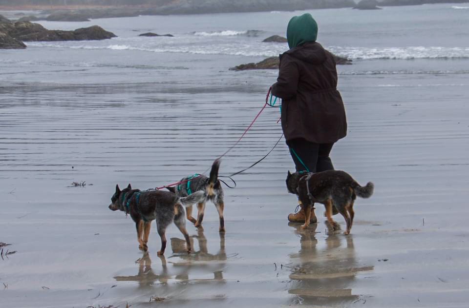 Cattle Dogs & Company tweet media