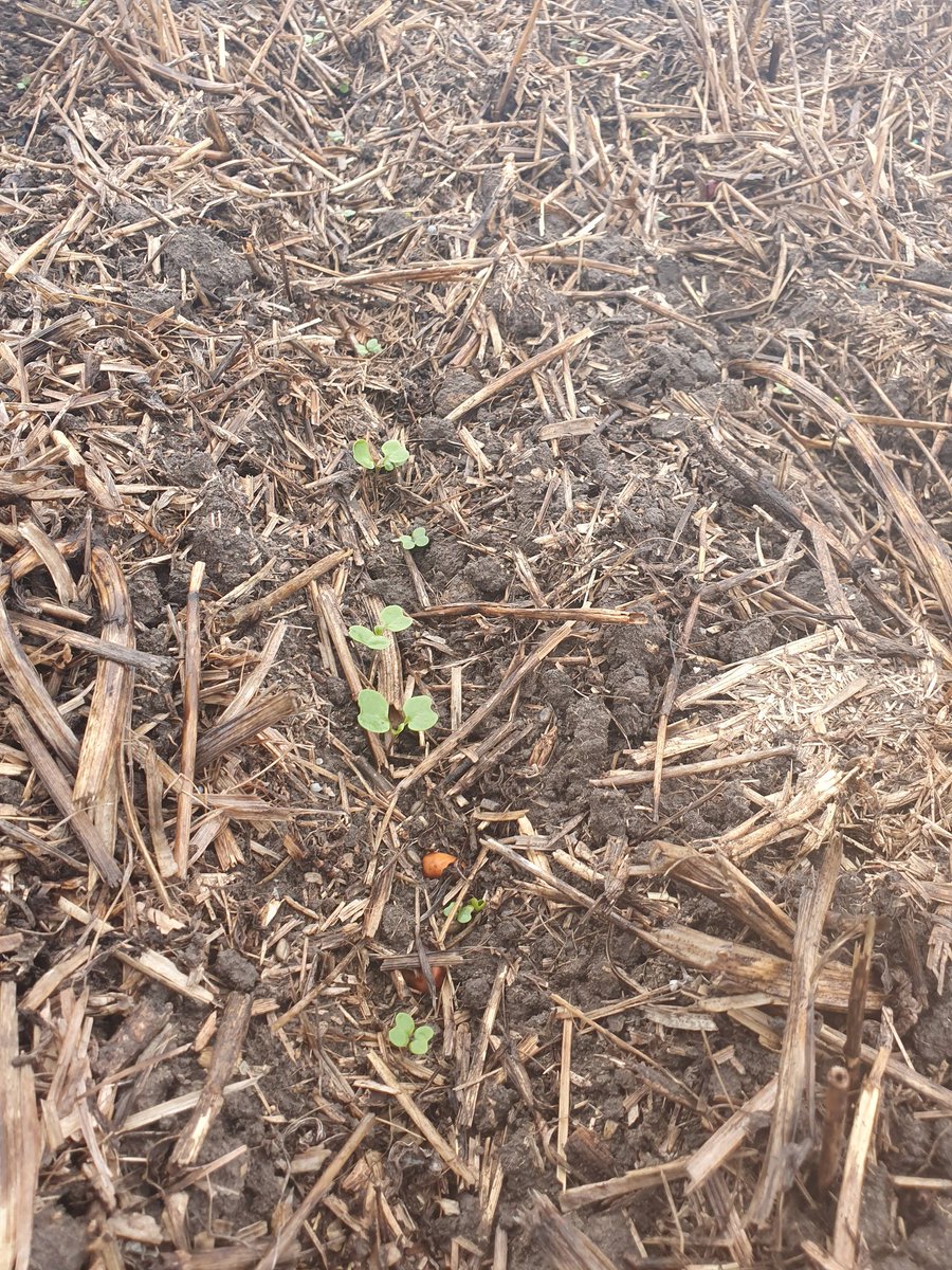 Bridget Close tweet media