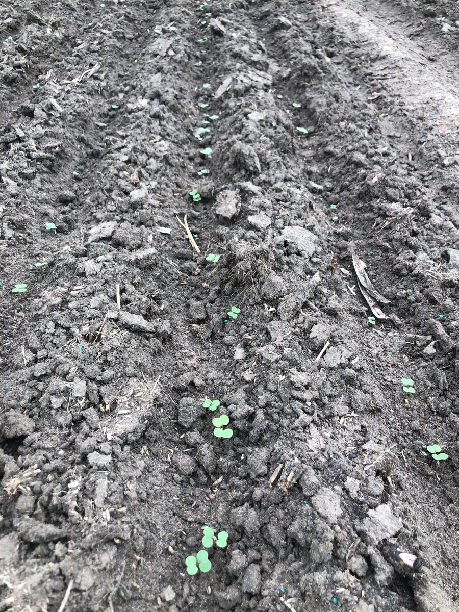 Bridget Close tweet media