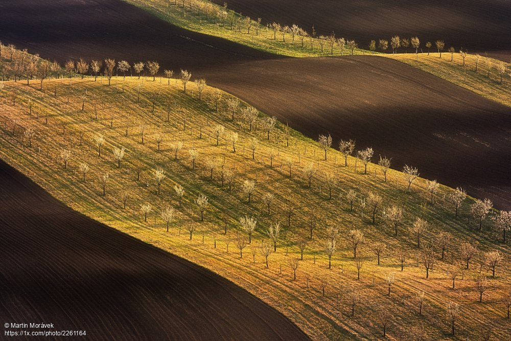 'Moravian Toscany Waves' by Martin Morávek.
  1x.com/photo/2261164/… #CzechRepublic #landscape #landscapephography #hills #trees