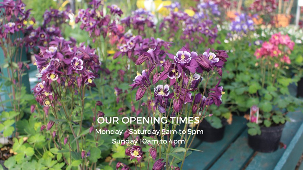 WoolpitPlants's tweet photo. We are open 7 days a week at Woolpit Nurseries.
Monday to Saturday, 9am to 5pm
Sunday 10am to 4pm
And we are just off the A14 at junction 47.
We'd love you to call in and see our lovely plants.
#gardenplants #gardening #WoolpitNurseries #BuryStEdmunds #Stowmarket #Suffolk https://t.co/2fLH9Rvges