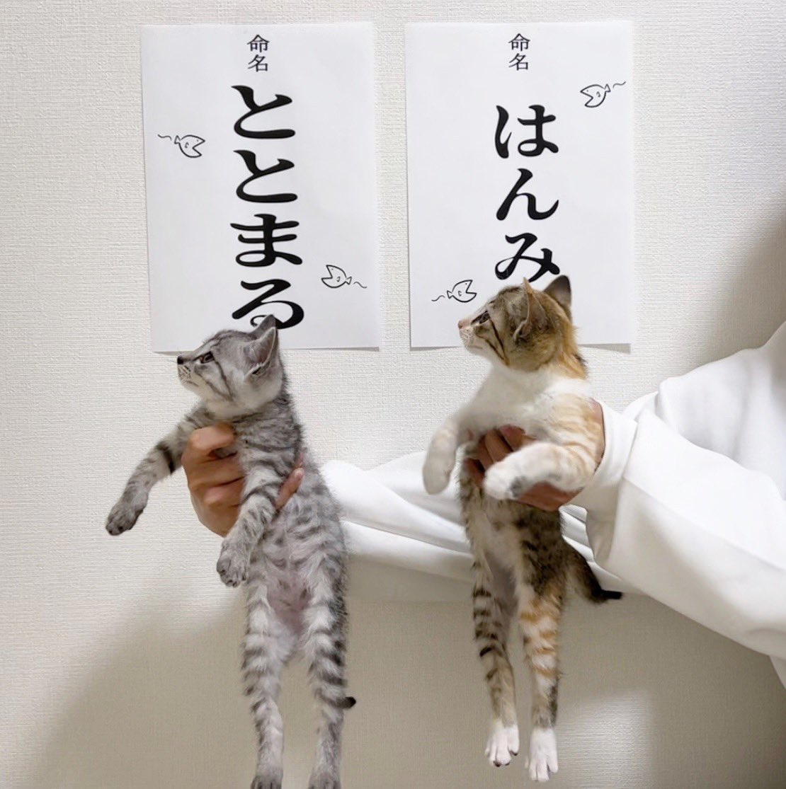 Кот стасик и ленка. Милые корейские имена для котиков девочкам.