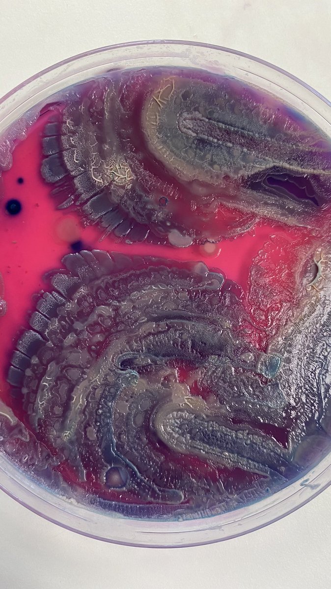 rumanakaps's tweet photo. Having great fun with these gorgeous gooey Bacillus growths 🧫 #microbiology #microbiome 

@NicolaJHolden @SRUC https://t.co/S8d2vtdhvq
