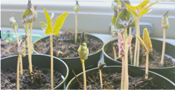 More for our Rainbow garden.A magical time of year for children when seedlings first appear. Gardening can have a positive impact on health and wellbeing. Our #Foster carers are growing brighter futures every day: join us-call 0330 311 2845 #FosteringTheFuture #thursdaymorning