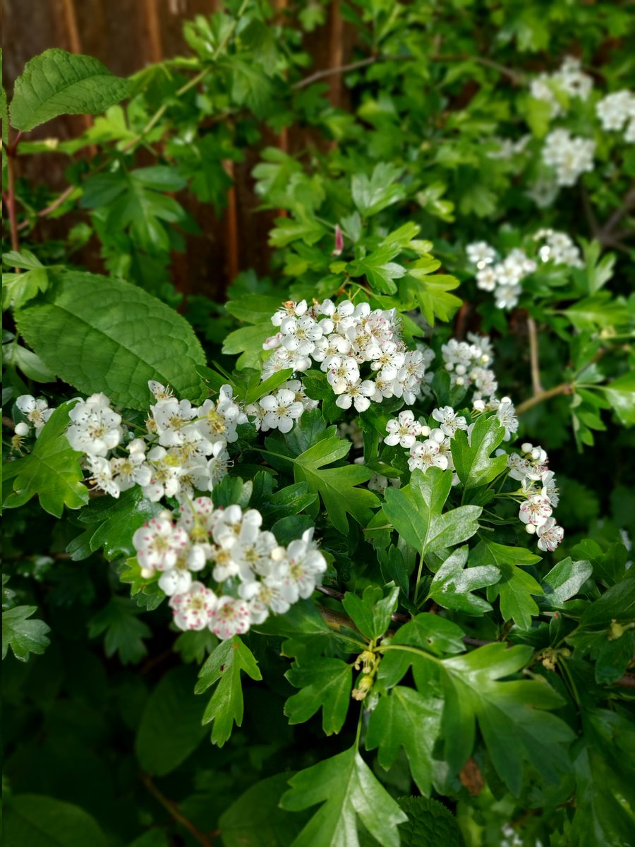 emmaburnett43's tweet photo. Hawthorn blossom in my native hedge.

Have a great day 😀
#wildlifegarden #nativehedge #wildgarden https://t.co/nlvqmtuugV