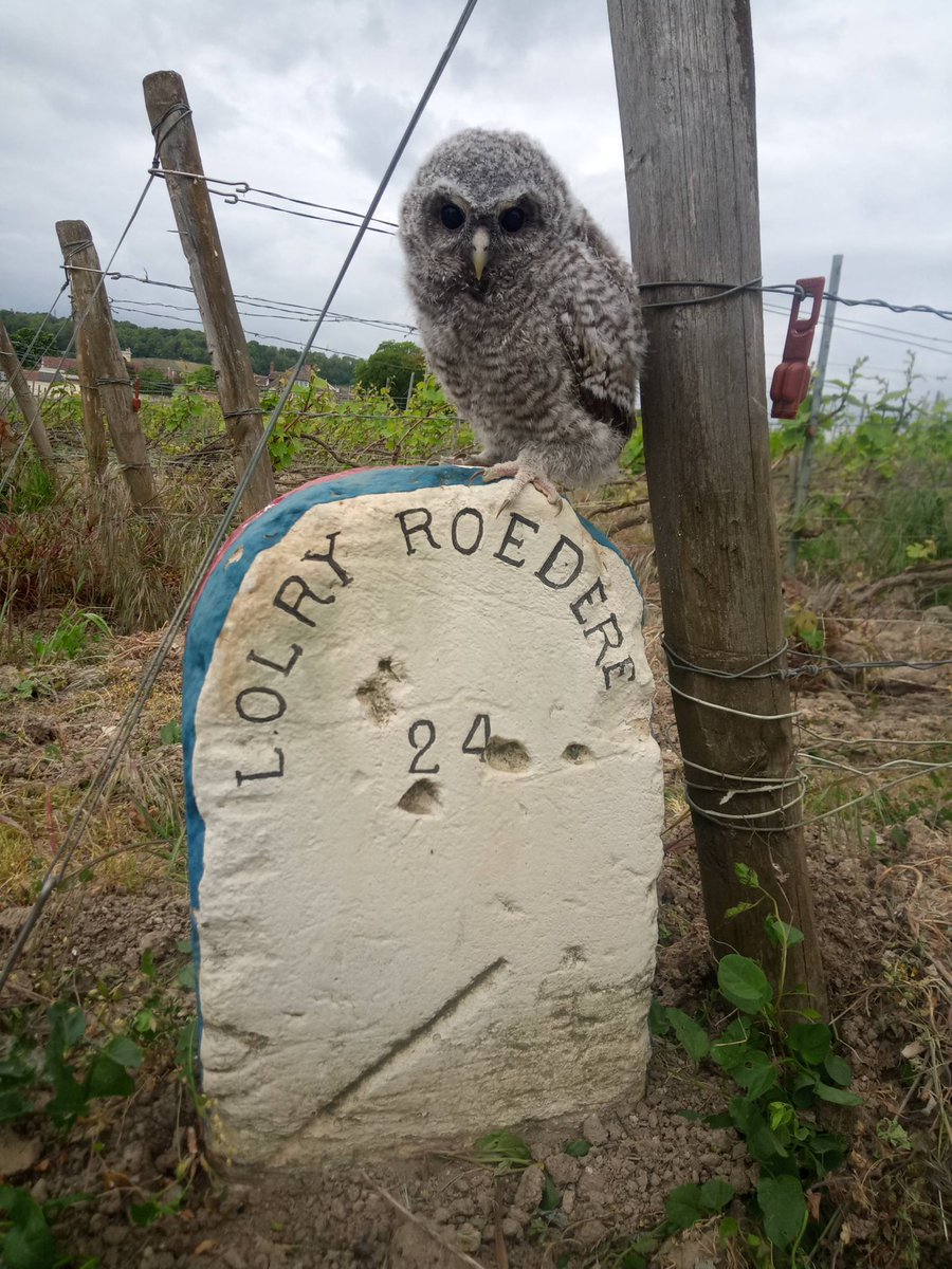 Louis Roederer tweet media
