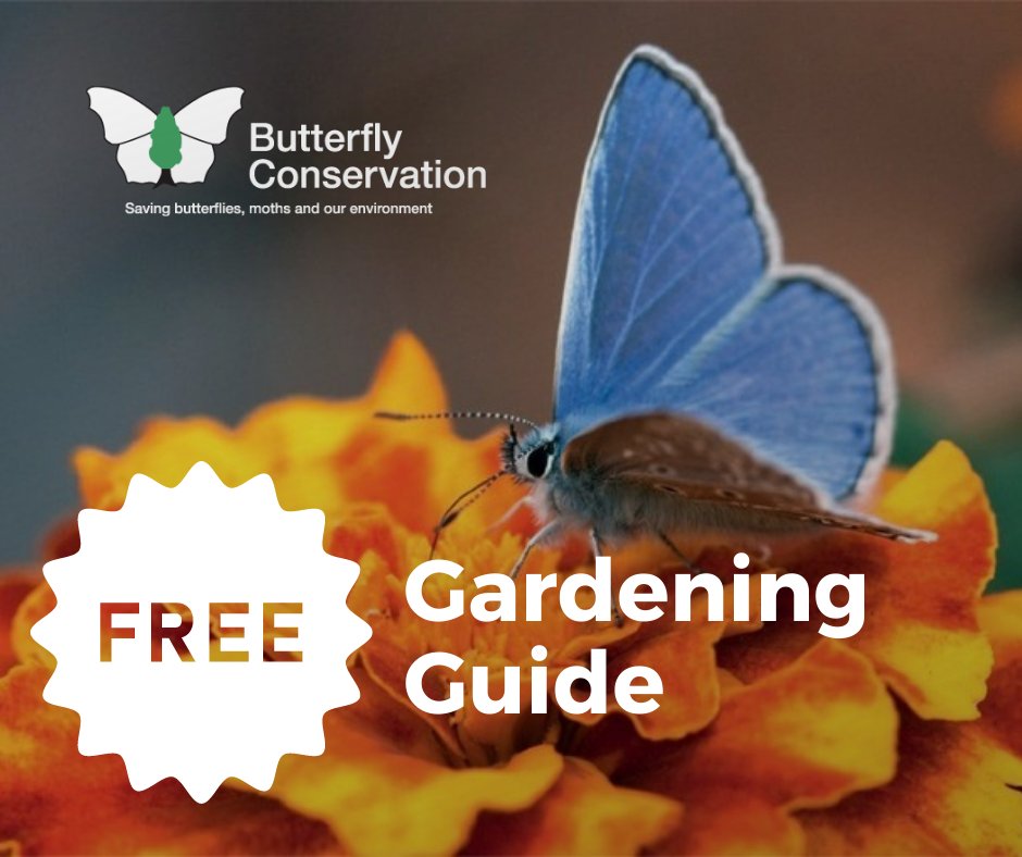 savebutterflies's tweet photo. We know that our wildlife is in crisis, and 76% of butterflies have declined since 1976. But the good news is that there is something we can all do to help: Create #PitStopsForPollinators and make the difference!
Download your Free Gardening Guide here ๐ https://t.co/EeZTegKYHn https://t.co/yYnYw4kDbb
