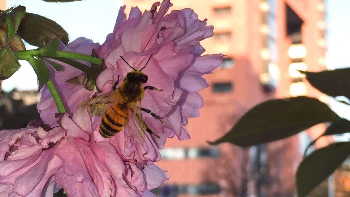 Uno studio del dipartimento di Biotecnologie e Bioscienze sull’area metropolitana di #Milano indica come la maggiore cementificazione incida sugli impollinatori e sull’ecosistema di #impollinazione.
🌸🐝🏙️
unimib.it/comunicati/lur…
⬆️ <a href="/BtBsUNIMIB/">Dipartimento di Biotecnologie e Bioscienze-UNIMIB</a> ⬆️