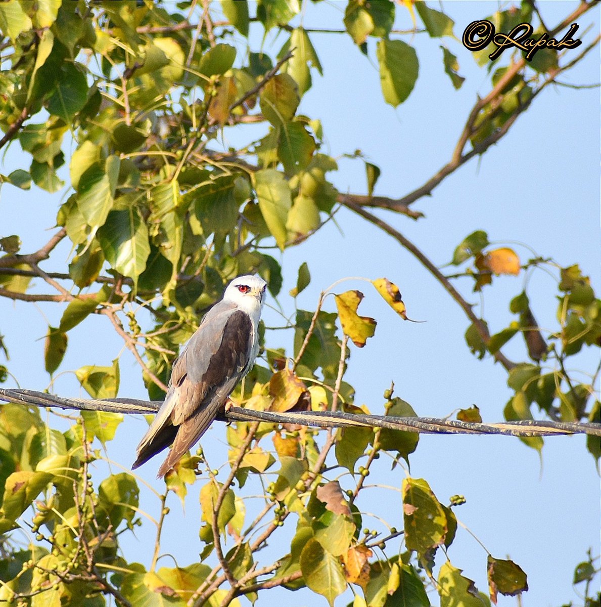 Black-shouldered kite✨

#birdsofprey #birdwatching #birding #birdphotography 
#naturecuts #photooftheday #TwitterNaturePhotography #Kite #bird #NatureIsAwesome #womeninnaturism #photography 
#womenphotographers #birdcaptures #Birdland #TwitterNatureCommunity @GlobalFundWomen