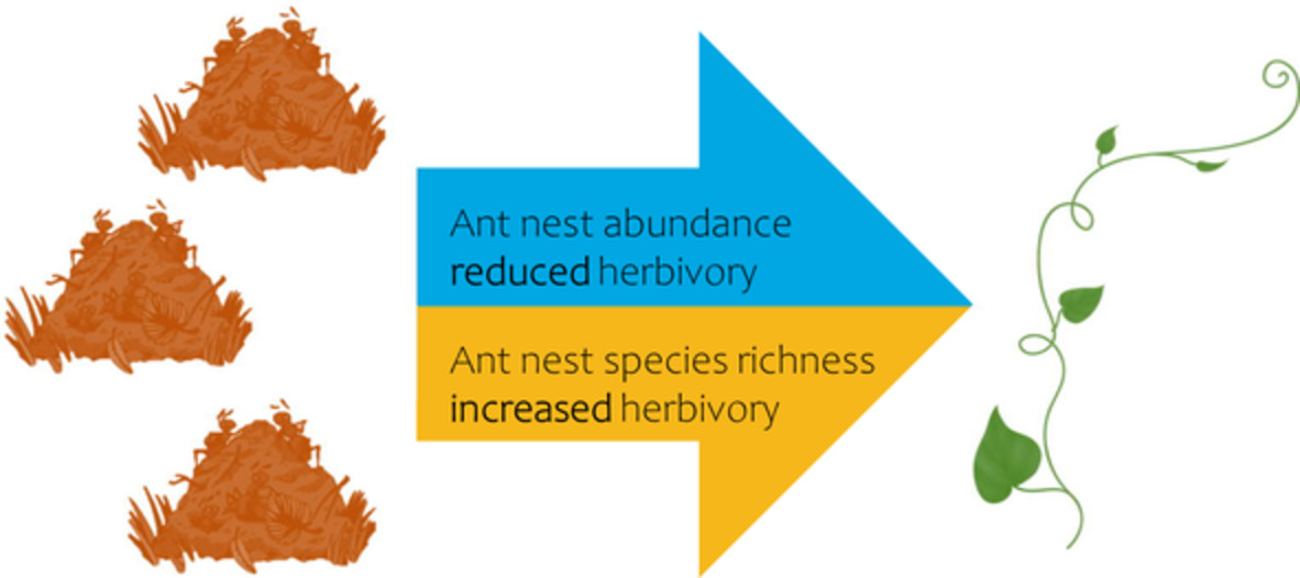 Ecol_Ent's tweet photo. Ant #nest #distribution and richness have opposite effects on a #Neotropical plant with #extrafloral #nectaries
https://t.co/m1rBtHCXb3
#Entomology #Science #Publciation #Article #ant #colony #biotic #defence #Brazilian #savanna #facilitation #indirect #interaction #symbiosis https://t.co/1OKdajylFi
