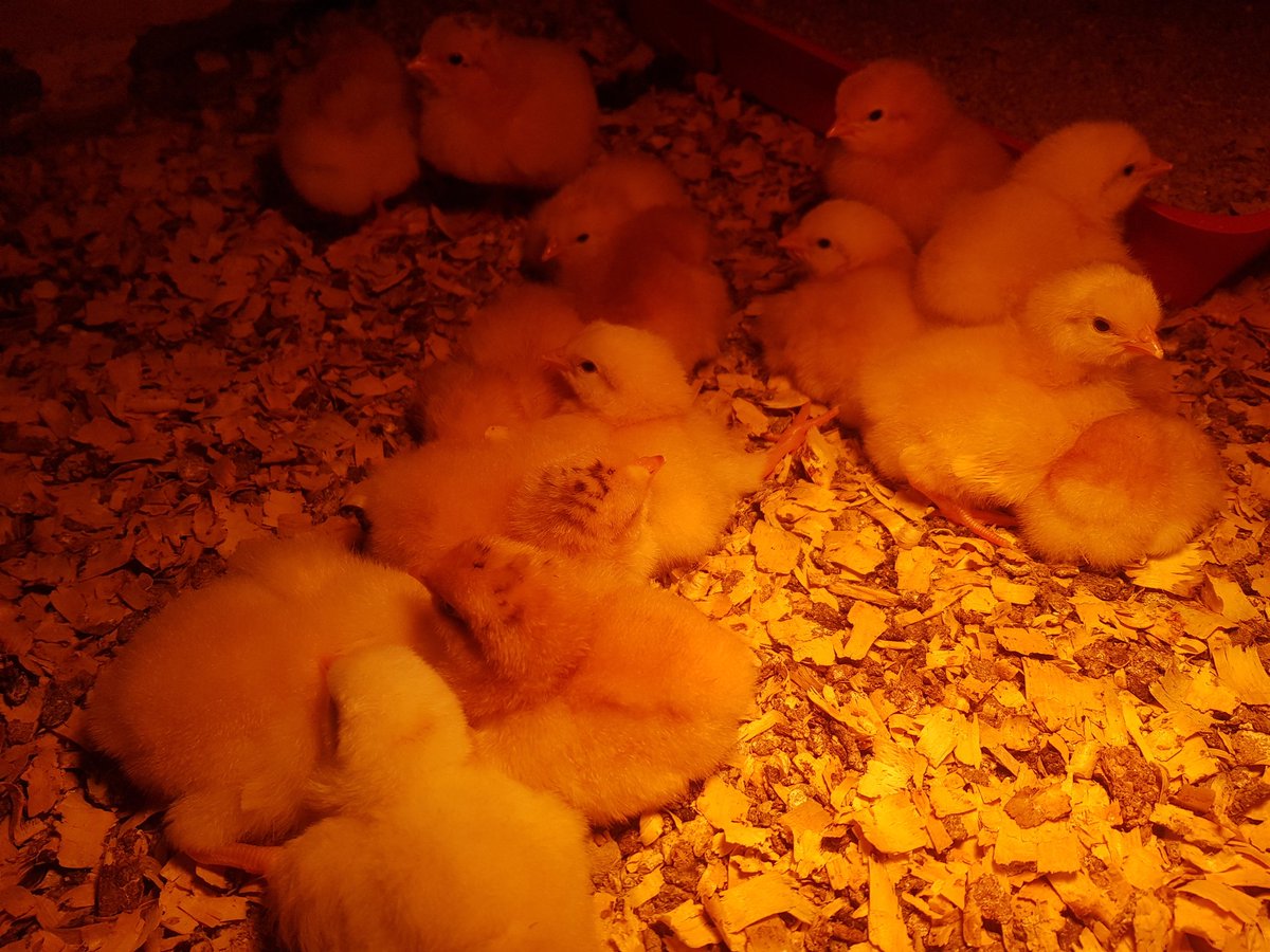 Clinton_Brits's tweet photo. Last buffs hatching before winter.  Let the incubator maintenance begin https://t.co/g3Q5aYDFOG