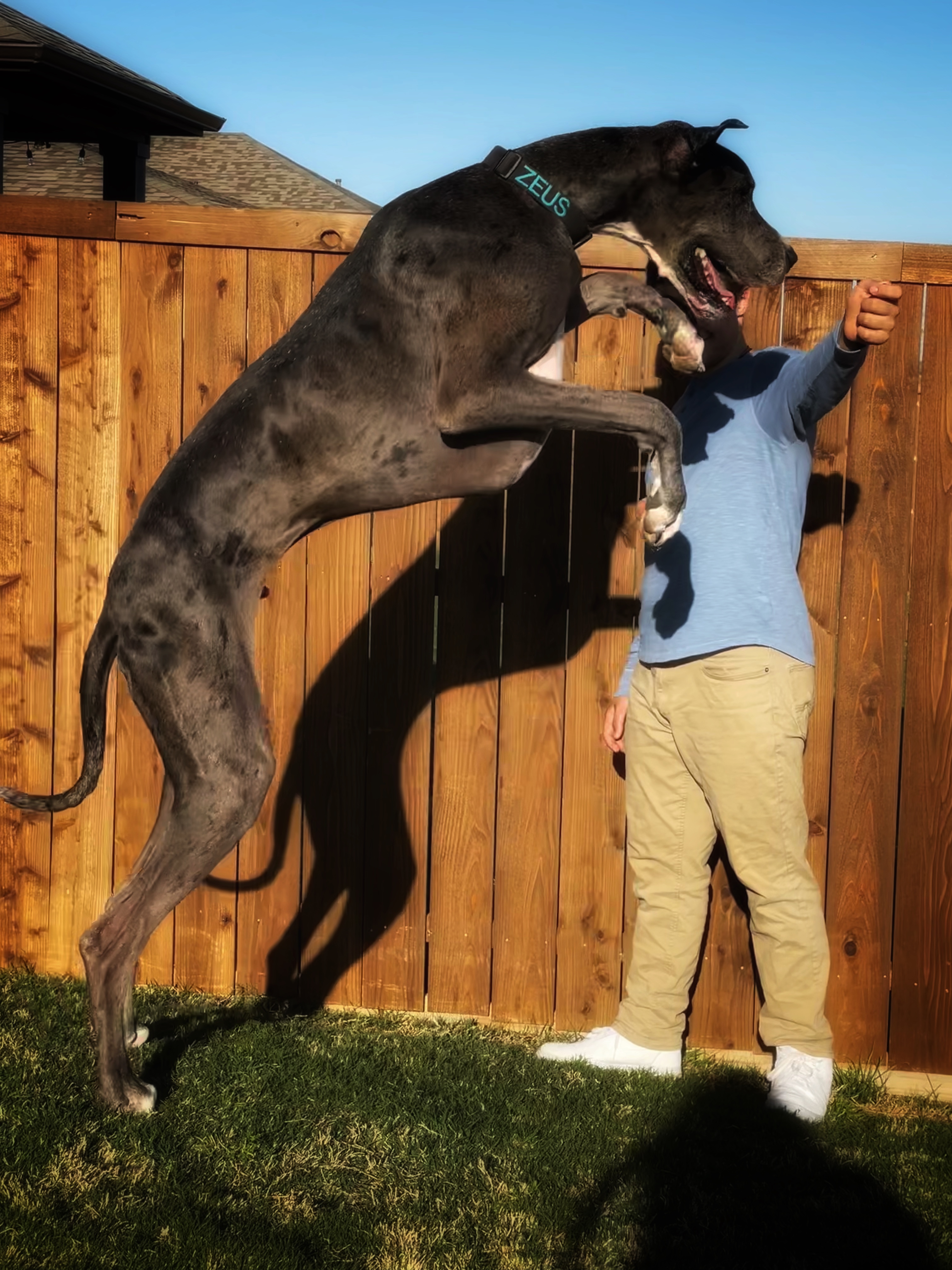 how tall was zeus the great dane