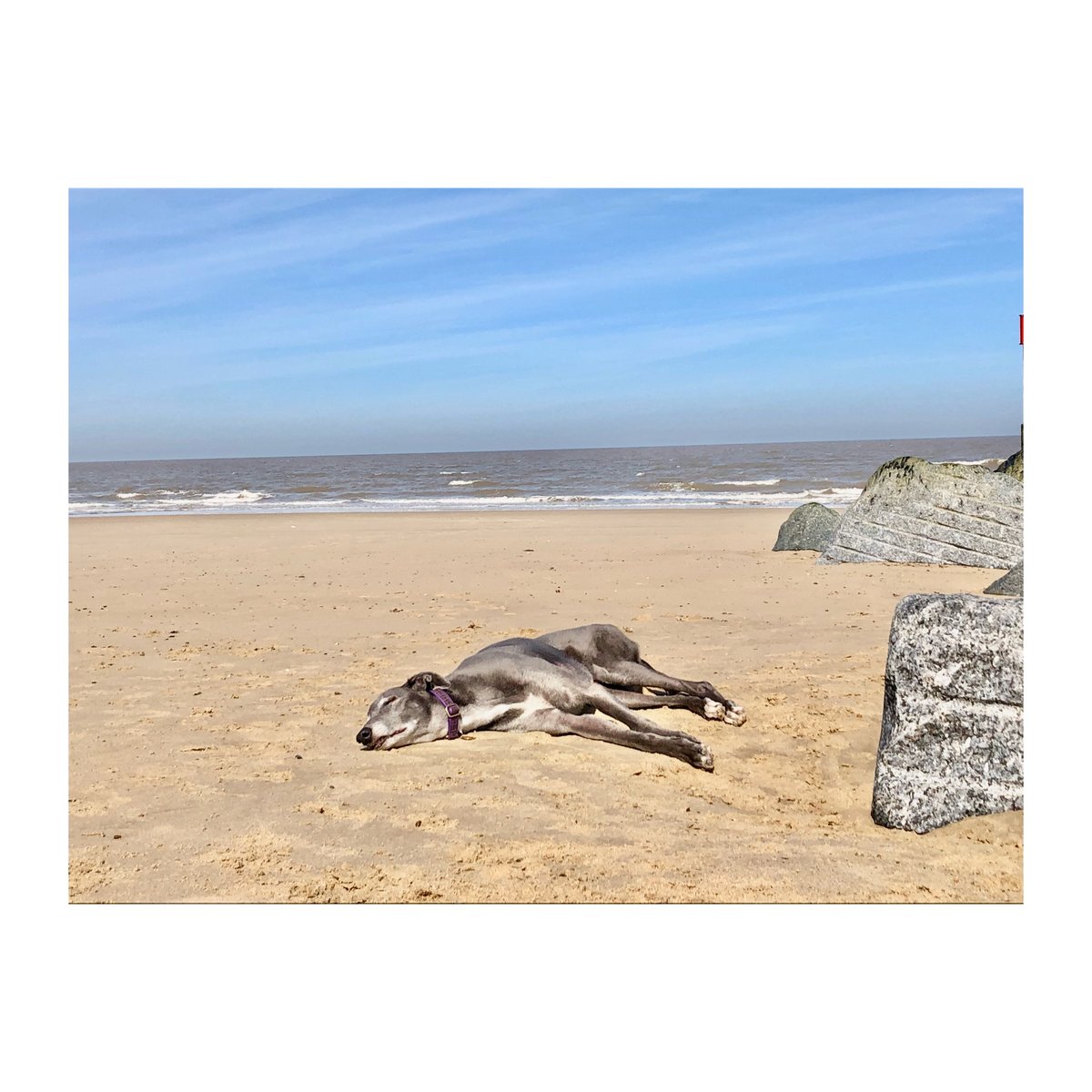 HolidaysOak's tweet image. &quot;If I lay here, If I just lay here, would you lie with me and just forget the world?&quot; Where&apos;s your dogs favourite place to &quot;just lay&quot;? 

#dogs #relaxingdogs #layhere #favouriteplace #where #justlay #chill #relax #rest