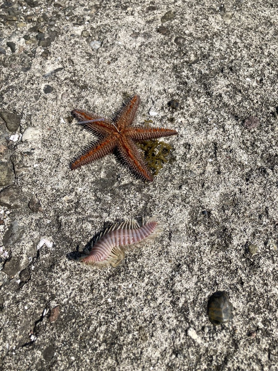 mr_a_b_c's tweet photo. これはヒトデとウミケムシの2本掛り https://t.co/wpS9yFy6sk