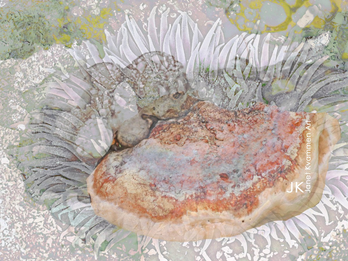 janetkvammen's tweet photo. Conk if you like this!
Inspired by all the mushroom posts and  photos that I took of Red Belted Conks on the weekend.
#MushroomArt #Funwithfungi #RedBeltedConk #ArtsNW #MakeRoomForShrooms https://t.co/MiowGrLxKP