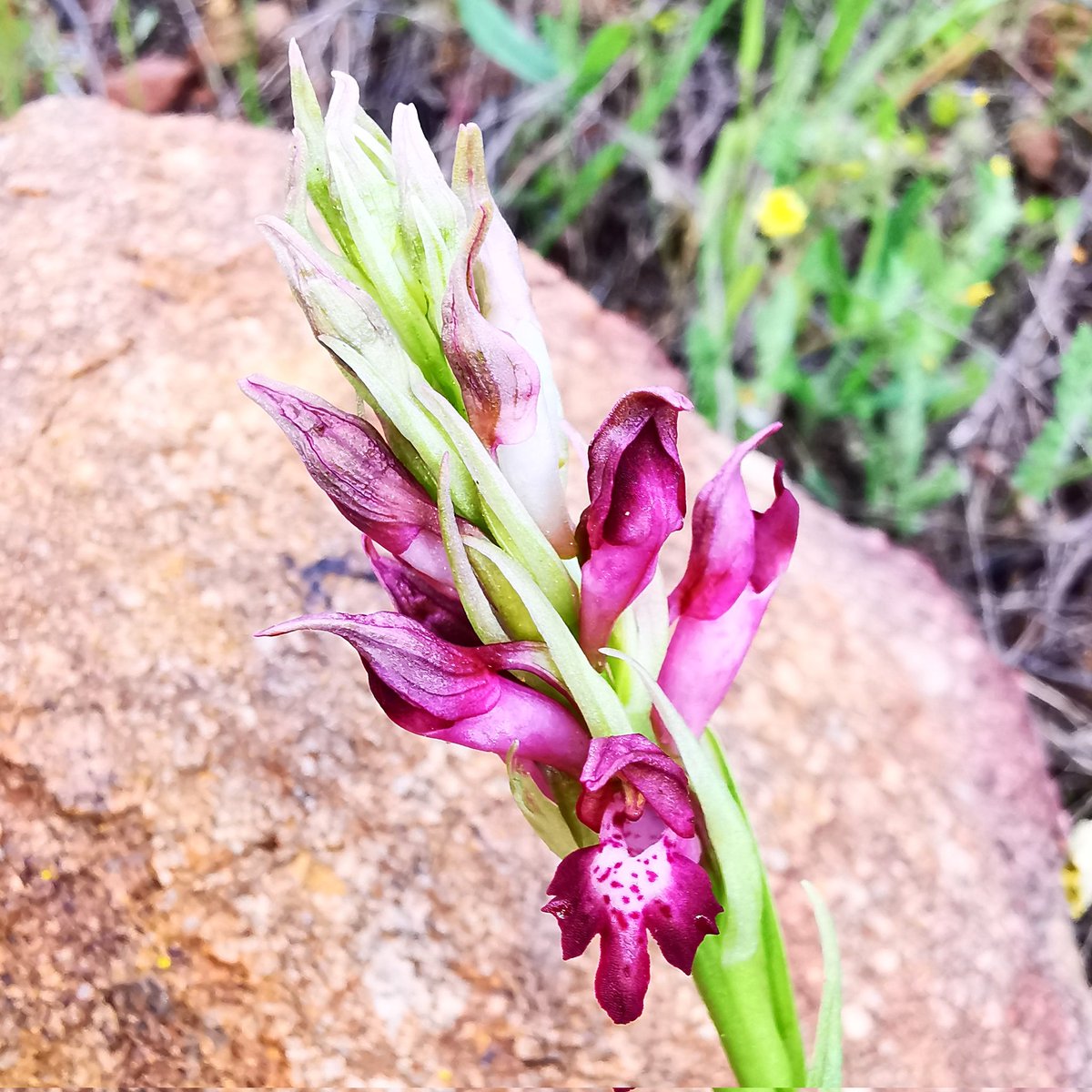 felix_7d's tweet photo. #anacamptis_coriophora #lajara #orchids https://t.co/WdSfGnMZrp