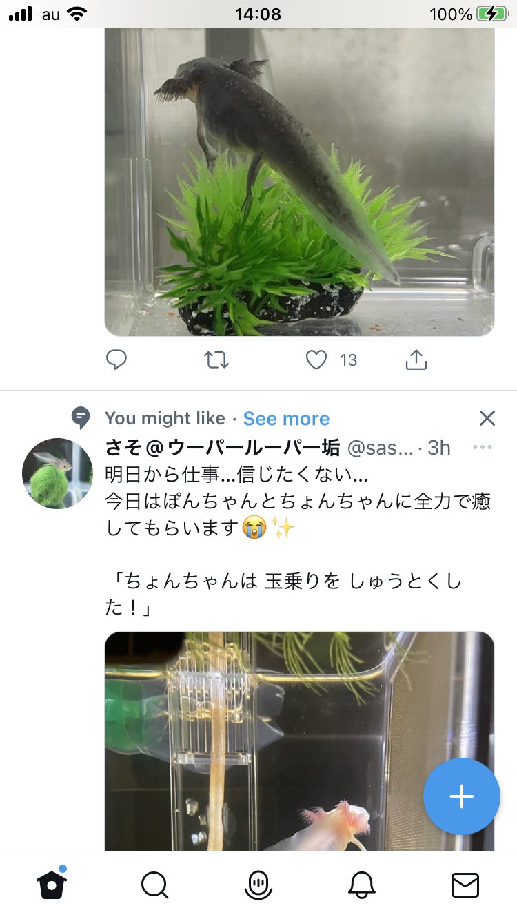 تويتر Yuichiro Kevin Asami على تويتر 誰とは言いませんが ウーパールーパーを飼ってる方のツイートにコメントしたりlikeしたりしてるからかな グッピー メダカを飼育してるギタリストのtwitterアカウントなのにお勧めでウーパールーパーばかり出てくるぞ