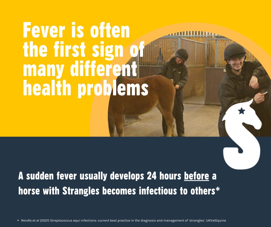 equinevetaus's tweet image. Did you know....fever usually develops before a horse with strangles becomes infectious #SAW2022
