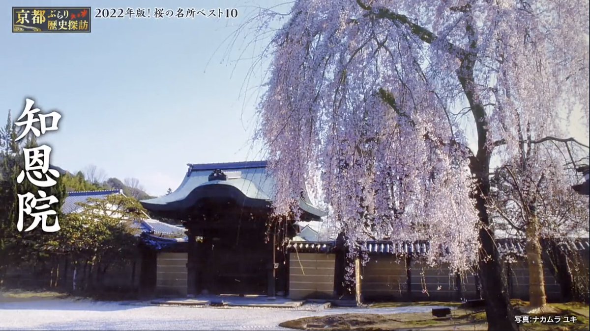 昨日の京都ぶらり歴史探訪で桜の名所が紹介されてたけど、これ知恩院じゃなくて高台寺だよね...？🤔
tver.jp/episodes/epijs…