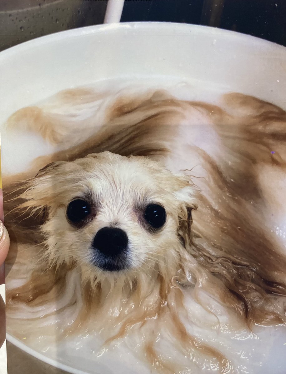 pomtuna's tweet photo. ポメラニアンのお風呂🛁🧼🫧💫 https://t.co/w3mYVnl4eq