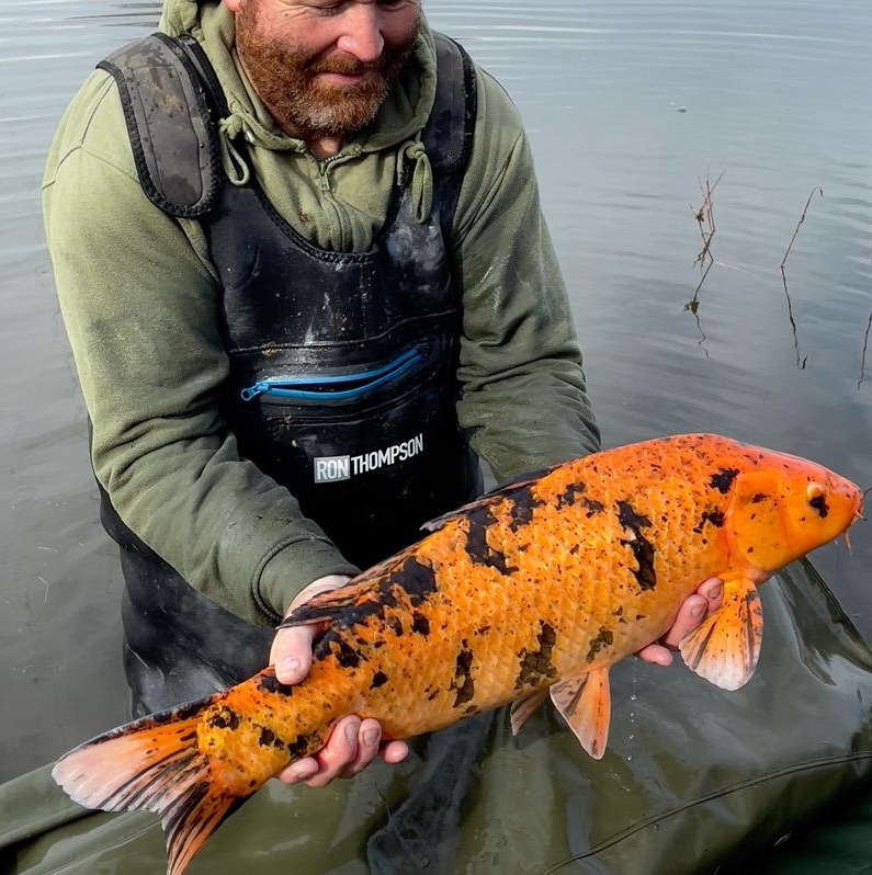 villedieulake's tweet photo. Would YOU like to catch this gorgeous fish? 
Go to our website https://t.co/z8RdCvnK2H and make a booking to come on your Carp Fishing Holiday next year!🎣

#carpangling #carplife #angling #carppassion #Koicarp #carpfever #carpangler #villedieulake #fishinginfrance #fishoftheweek https://t.co/qWviaNL2Zj