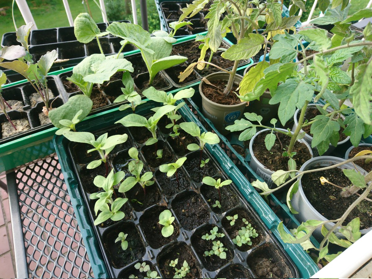 Quicktipp zum Jungpflanzen abhärten: Einfach abends auf dem Balkon vergessen 🤷‍♀️😉