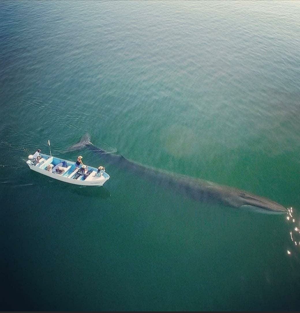 The second largest whale in the world - Fin Whale 🐋🌊