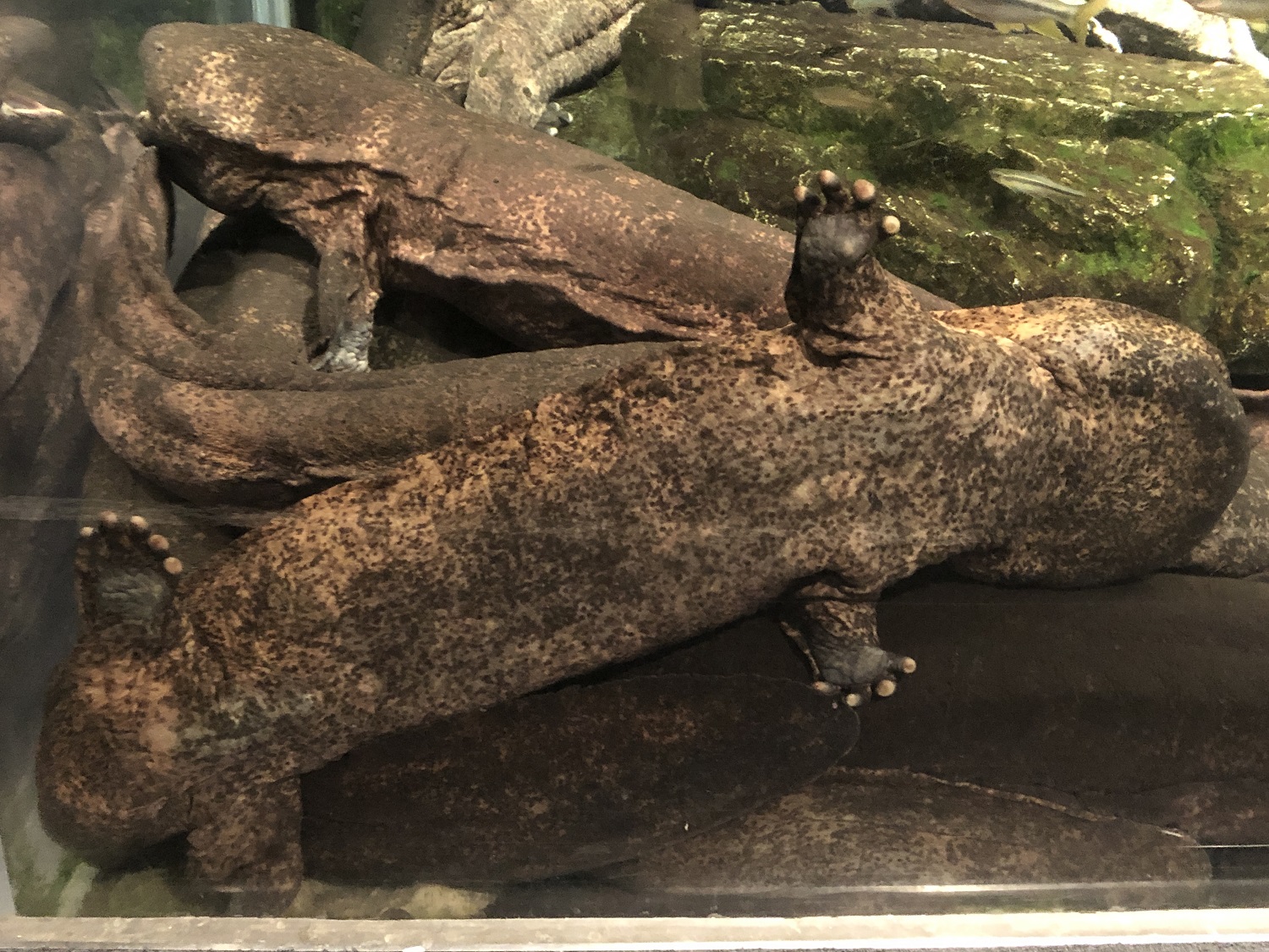 京都水族館 on Twitter: "オオサンショウウオがへばりついています🐾 2枚目が前足、3枚目が後ろ足。指の数に注目です! #9月9日は ... - FR QgSbakAA0b7Q