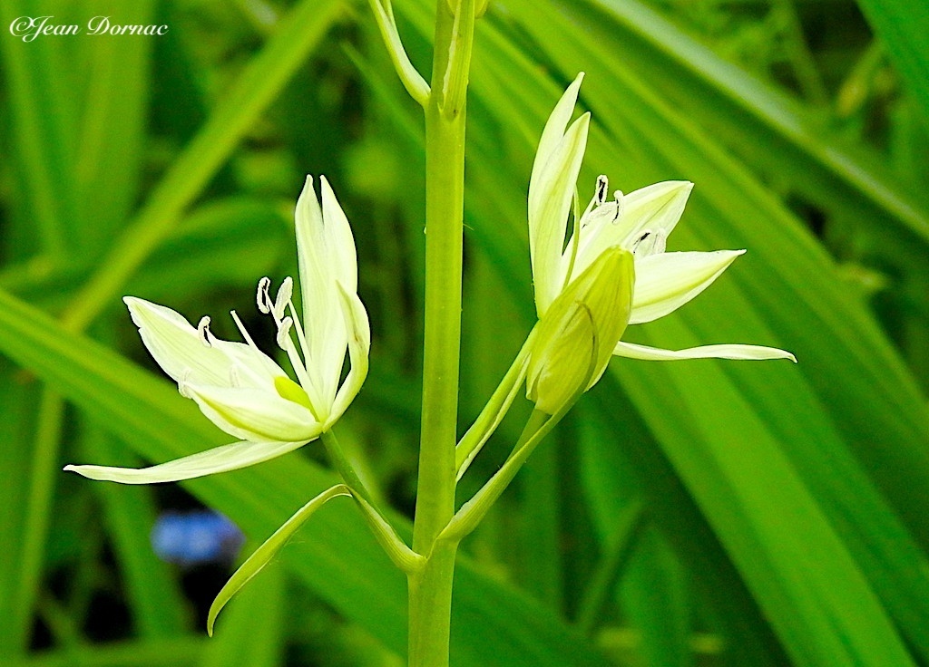 JeanDornac's tweet photo. Au milieu d’une sauvage verdure, sont nées deux fleurs superbes et délicates, portant le nom de Camassia leichtlinii… #milieu #sauvage #verdure #fleurs #superbes #délicates #camassia #leichtlinii #rive #léguer #Lannion #CôteArmor #Bretagne #France https://t.co/DWFdKU2X09