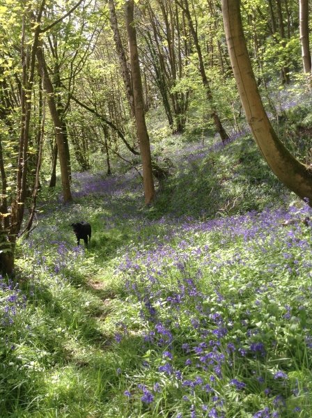 Sat 7th May &amp; Sun 8th May, Keepers Cottage, Bluebell Wood , 24 Greensforge Lane, Stourton Sturbridge DY7 5BB open 11- 3.30. adm £4 chd free Stunning bluebell wood on the riverbank deep in the South Staffordshire countryside findagarden.ngs.org.uk/garden/33425/k…