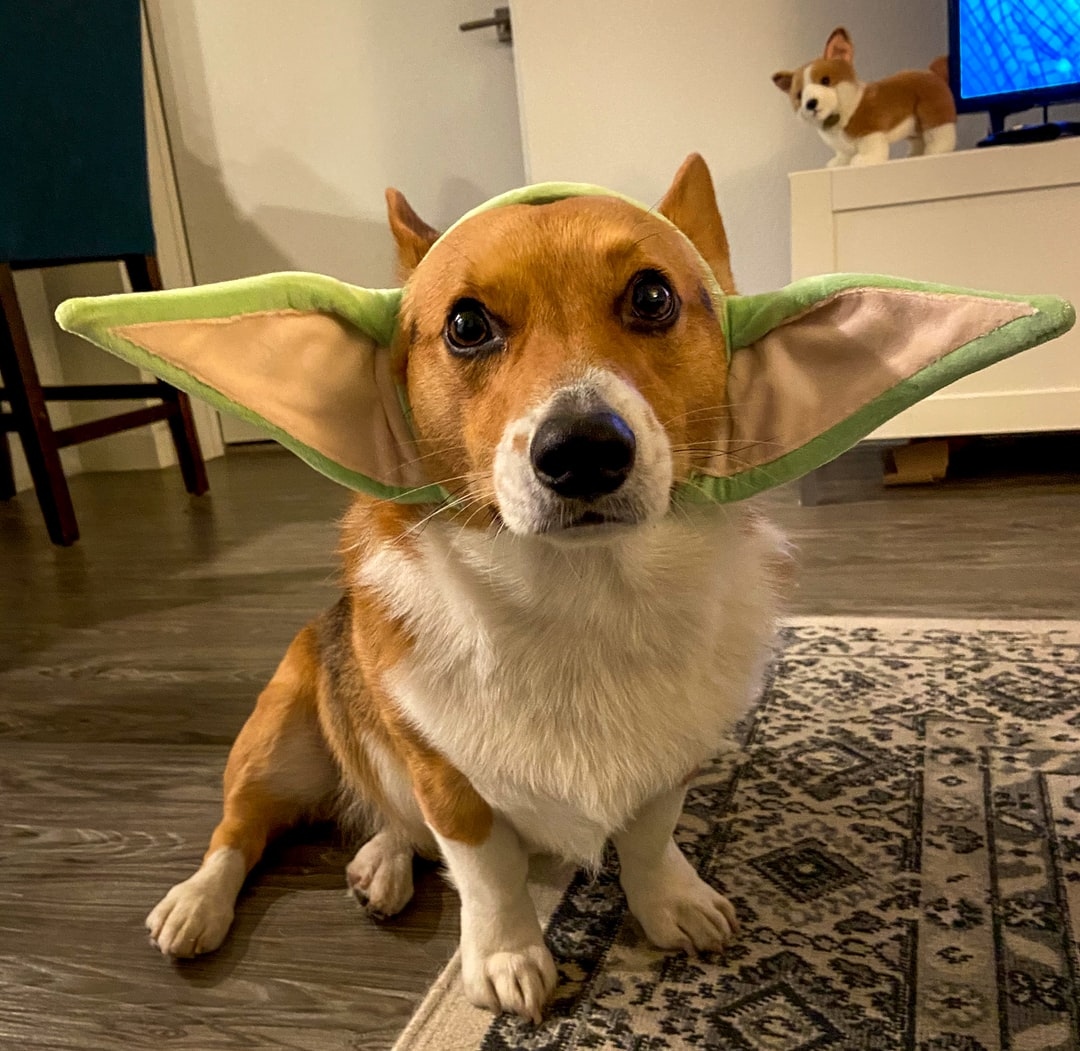 May the fourth be with you. Save 15% off storewide or 25% off Roots of Life drops!
.
.
.
.
.
.
#cbdproducts #cbdhelps #cbdsale #cbddeals #cbddailydose #cbdgummies #cbdedibles #dailydose #springsale #selfcare #4202022 #420sale #420memes #starwarsday2022