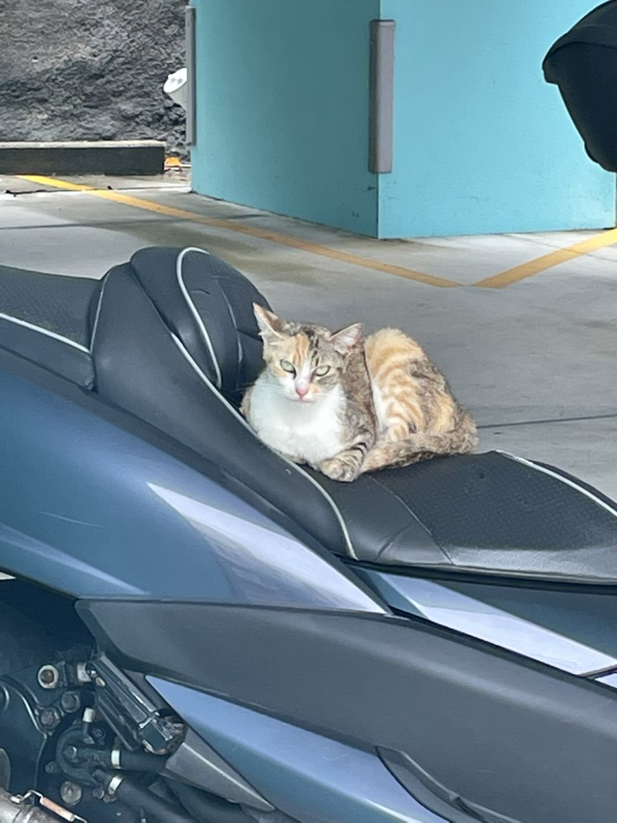 narufu3's tweet photo. やさぐれ猫ライダー発見！
#猫 https://t.co/37AliNEY2e