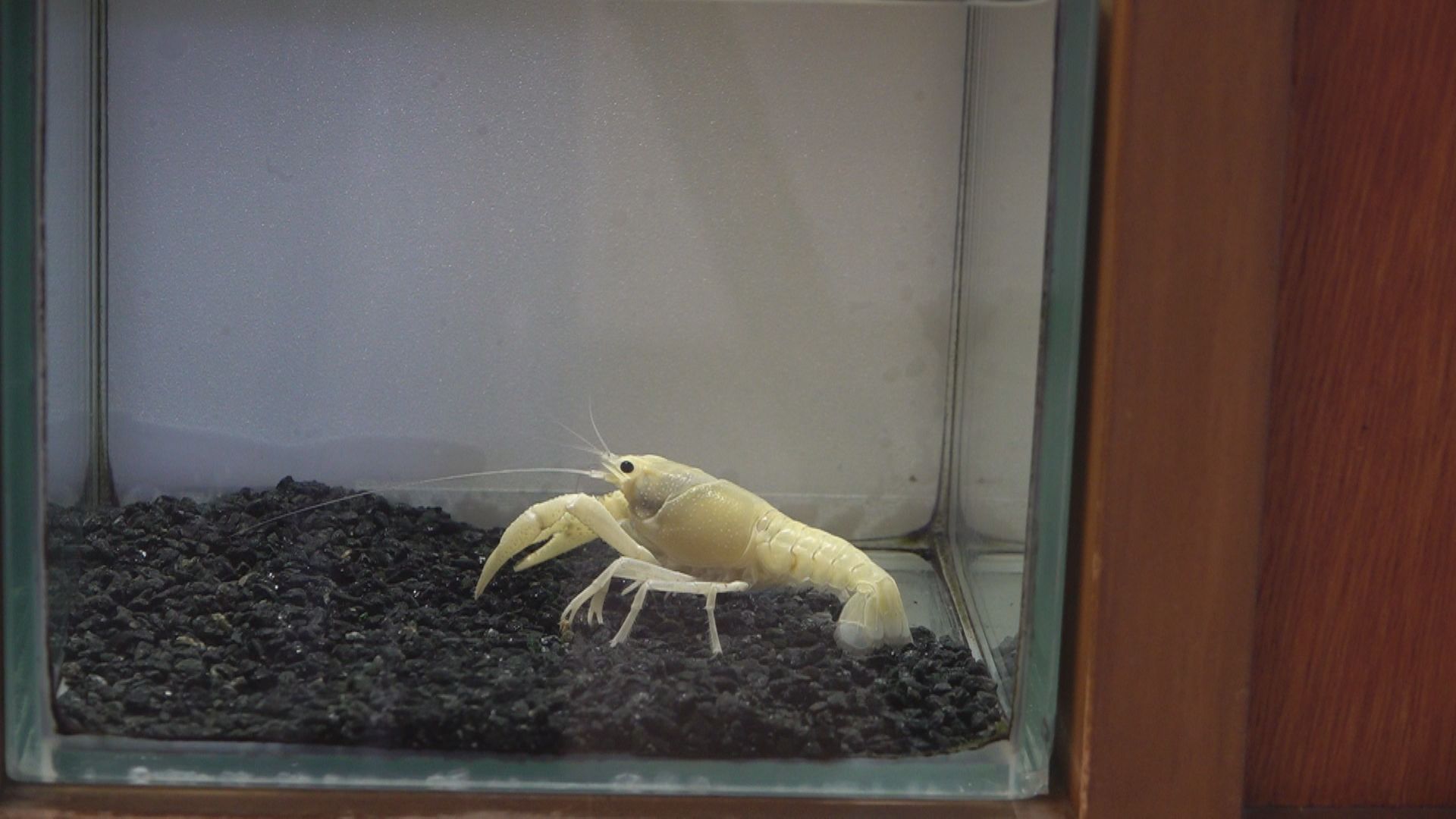 توییتر ドデスカ メ テレ در توییتر こちらが黄色のアメリカザリガニ 他の色のザリガニはほとんどの場合 生まれた時からその色ですが この黄色のザリガニは 例外だということです T Co Mtweshb6nh