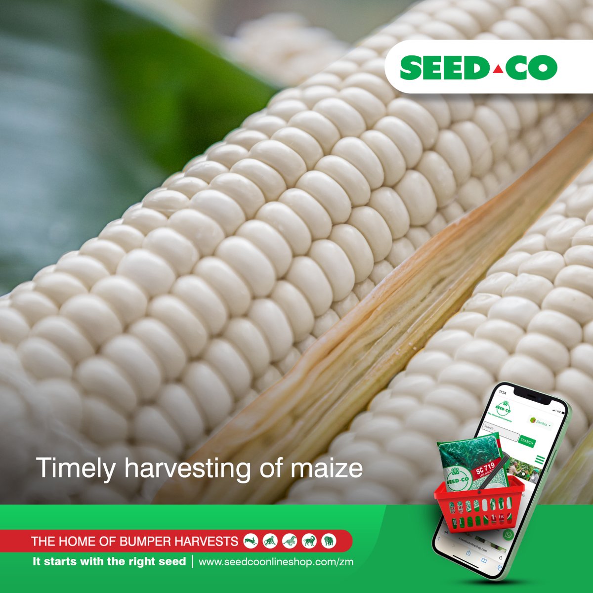 SeedCoZambia's tweet photo. It's a good time to check the moisture content of your maize.
At a level of 14%, cobs can be harvested and stored in grain barns. Delaying the harvest can result in yield loss due to termite attack or wind.
How is your harvest?
#SC719 #SC657 #SC647
#TheHomeOfBumperHarvests https://t.co/aJCb7HiiYa