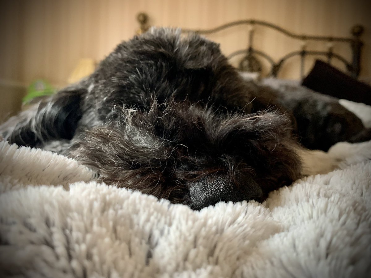 djwskyblu's tweet photo. Well at least #MCFCCockapoo Mollie Zaba is chilled this morning, unlike her Daddy 💙🐾🐾💙😍🥰 https://t.co/2QRr44T6Tn
