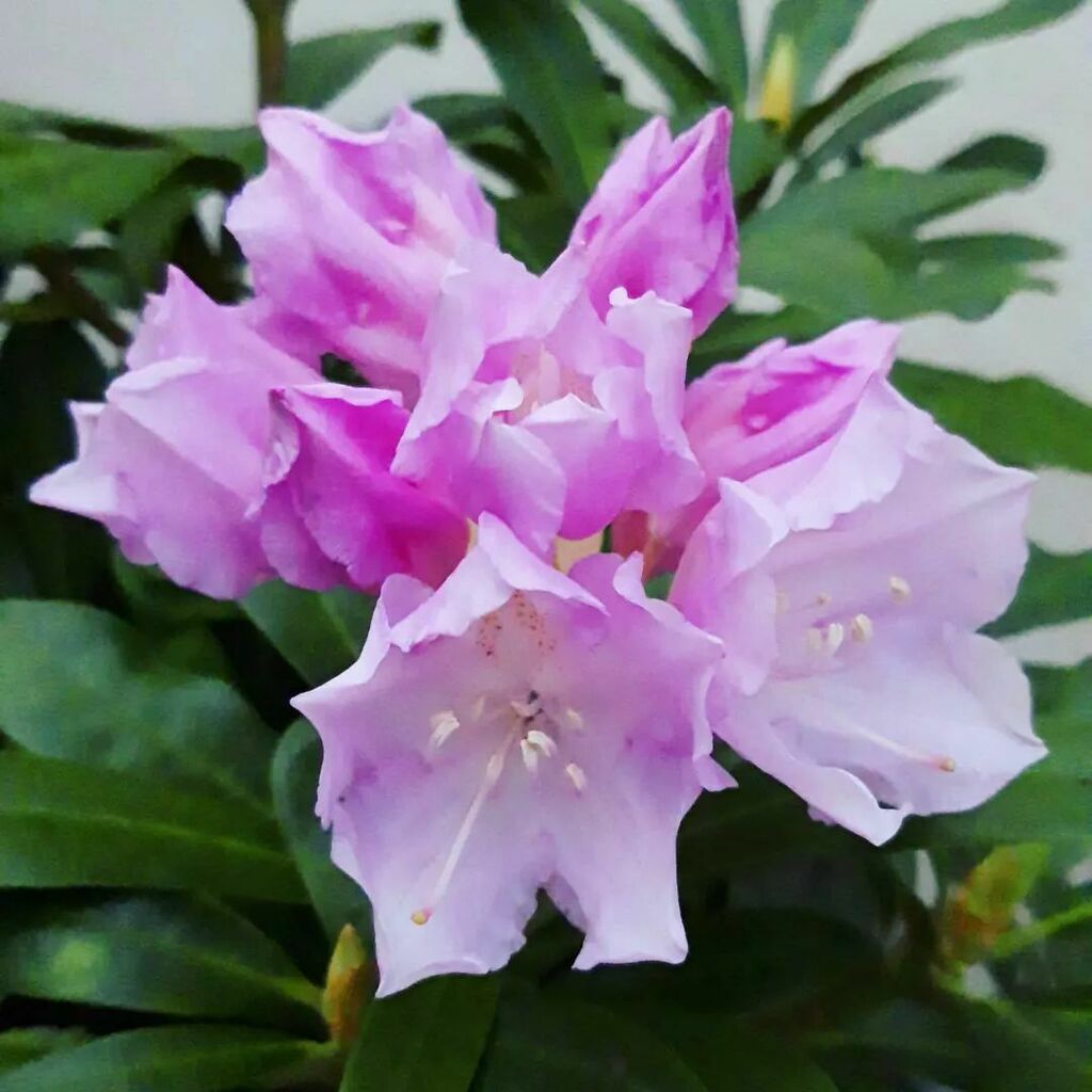 mindisablank's tweet photo. Garden is blooming!! #flowersπΈ #rhodedendron #containergardening #azaelea https://t.co/ZOptGNnAMt https://t.co/t5l8rl0mBJ