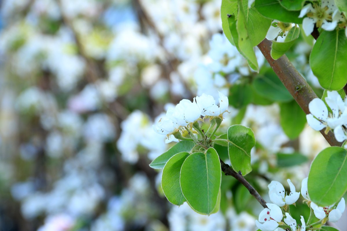 Apple blossom is so pretty,

#growingfruit
#gyomei #blossom #malus