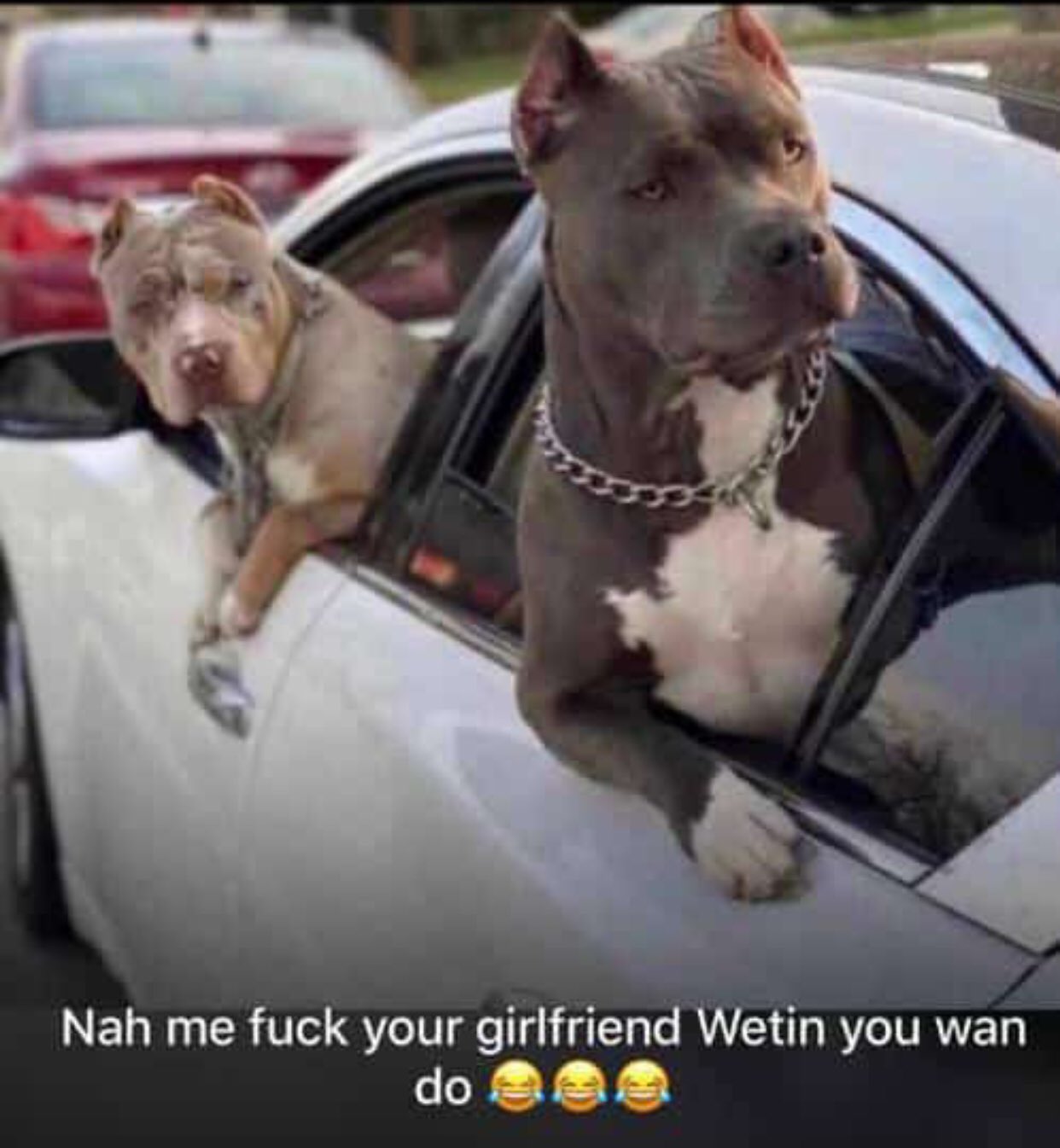 little fuck dog 