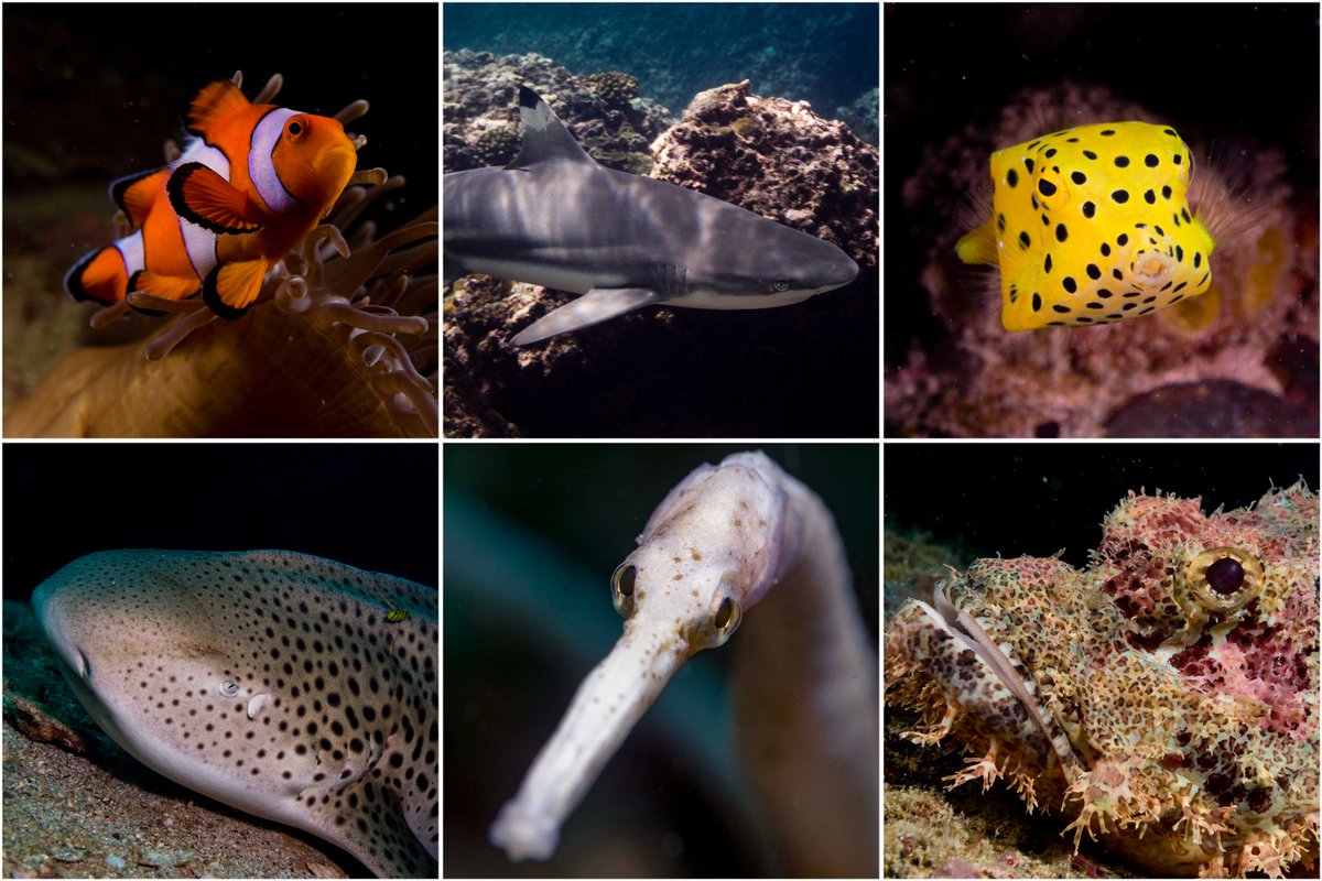 DanielSasse3's tweet image. Gm Fam here is "The Oceans from below" 🌊Collection. 
This Project helps to keep our Marine Life Conservation Projects alive! 
WE RESCUE MARINE LIFE 🦈🪸🐠🐡🦐🐟 with your purchase! 
#AshFamily #WeAcceptAsh #underwaterNFT #NFTCommunity 
👇👇👇
opensea.io/collection/the… 
👆👆👆