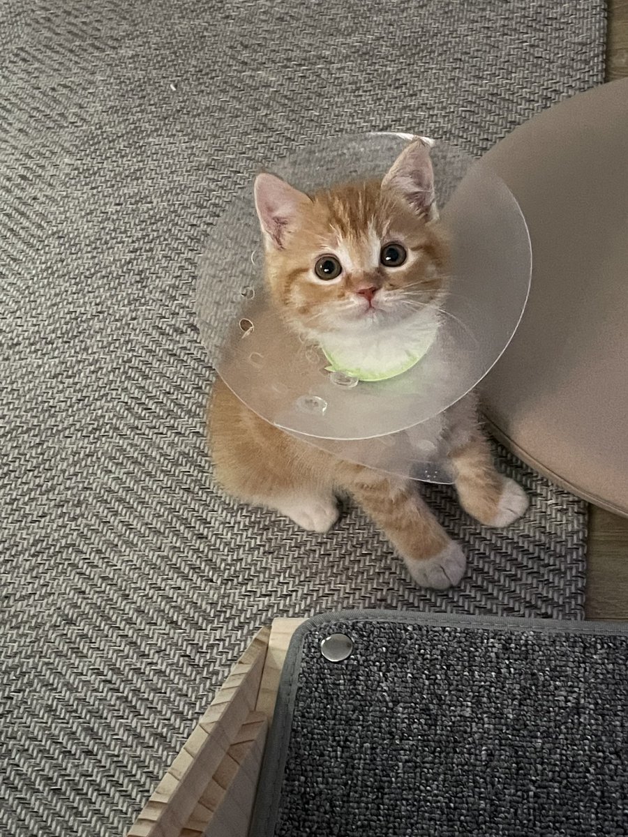 냥린이날~~!!!🥳🫶 아기동글이