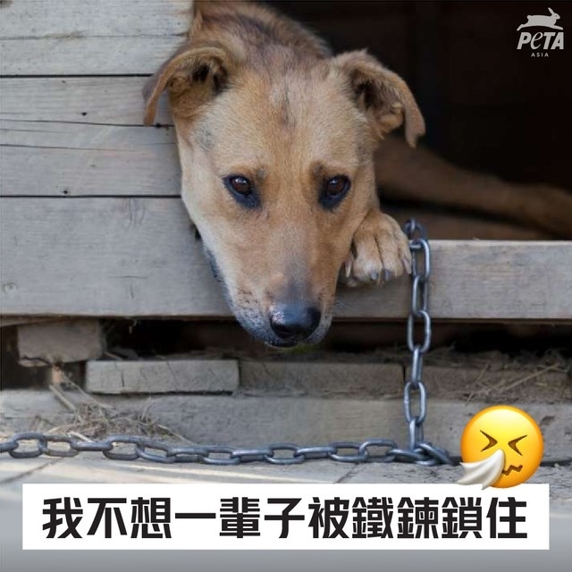 PETAAsiaTC's tweet photo. 一輩子被鐵鍊鎖住，疫情下被迫禁足的你是否感同身受？ 🐶💔
 
不要長期鎖住貓狗，或把他們關在籠子裡；動物需要足夠的活動空間活動，與飼主及其他同類社交玩耍❌⛓

#Dogs #Cats #BanChaining #CaptivityKills #Adopt #AdoptDontShop #SpayandNeuter #AnimalTips #AnimalRights #PETA #PETAAsia https://t.co/75aIRU8PMH