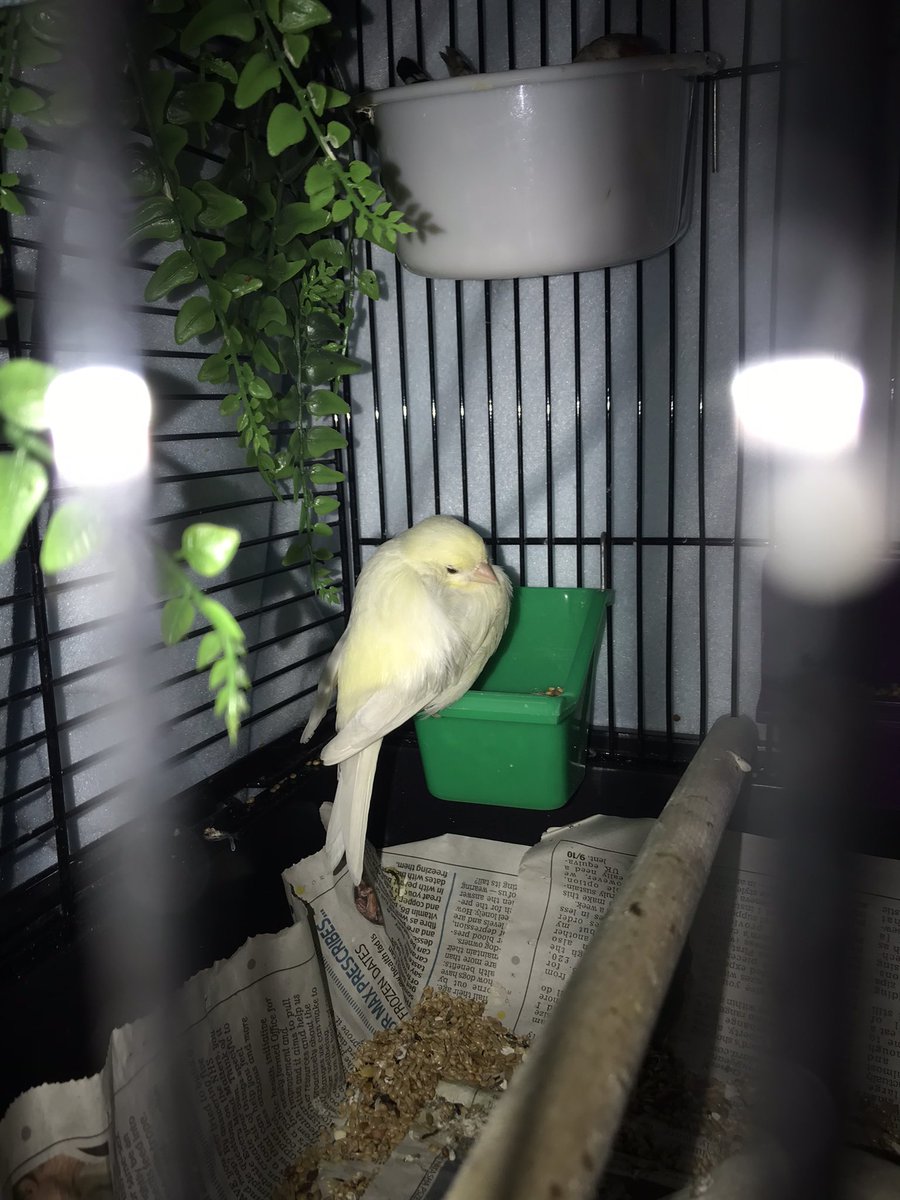malwareowl's tweet photo. Norah being all fluffy &amp; sleepy is a total mood. I’m drained already &amp; I’m only an hour into my shift. Hayfever is kicking my butt &amp; I’m not in the mood for people today especially cos it hurts to talk too. #crazyinfosecbirdlady #canary #sleepybird https://t.co/YJgfBhrdFp