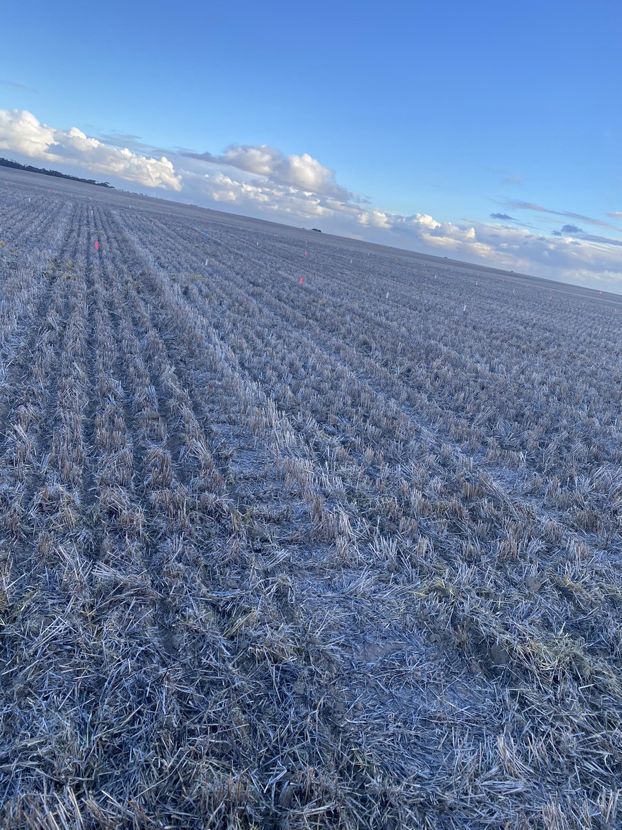 Another one in the ground this arvo. Looking at new Lentil Varieties and also getting a look at some new herbicide tolerance technology.