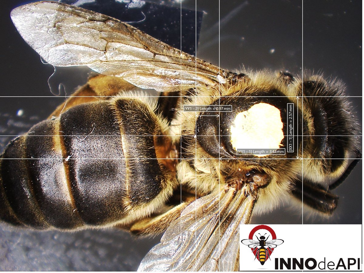 innodeapi's tweet photo. Seguimos estudiando a las abejas reinas.🧐🐝
Gracias a las imágenes de gran resolución📸, podemos evaluar y realizar mediciones sobre las abejas reinas, con una mínima manipulación facilitando el trabajo de estudio. 
#apicultura #queenbee #IoT #agritech #abejareina #polinización https://t.co/tvia97BA1X