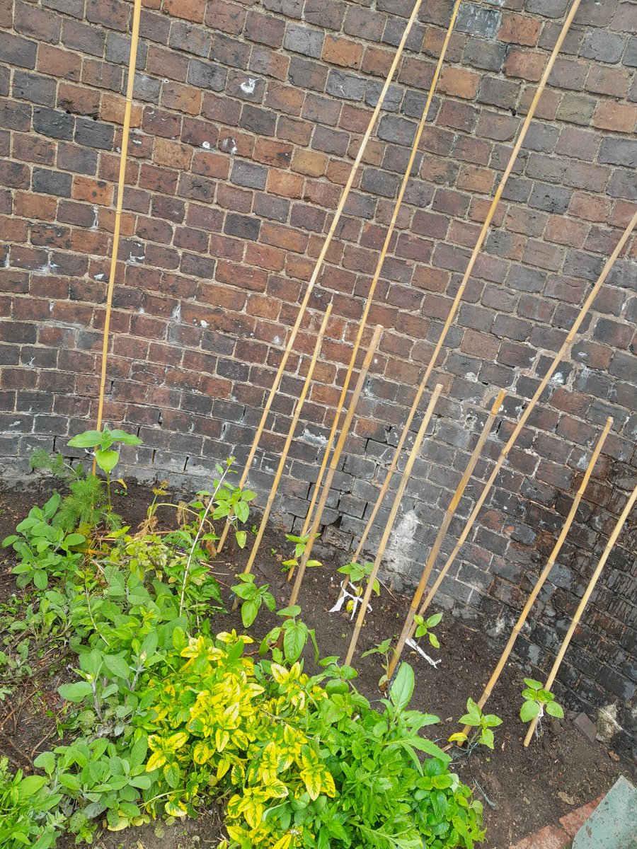 Sunflower update 🌻🌻

Canes added to help with their growth, hopefully they will grow as giant as possible

#birmingham #sunflowers #canalrivertrust