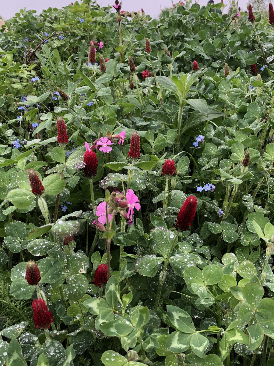 The memorial woodland and wild flower meadow at Hornchurch country park. For those lives lost due to covid. An amazing place to reflect and enjoy nature