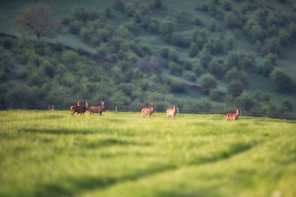 Six beautiful red deer this wonderful sunny morning ! Have a lovely day everyone ....  🙂
