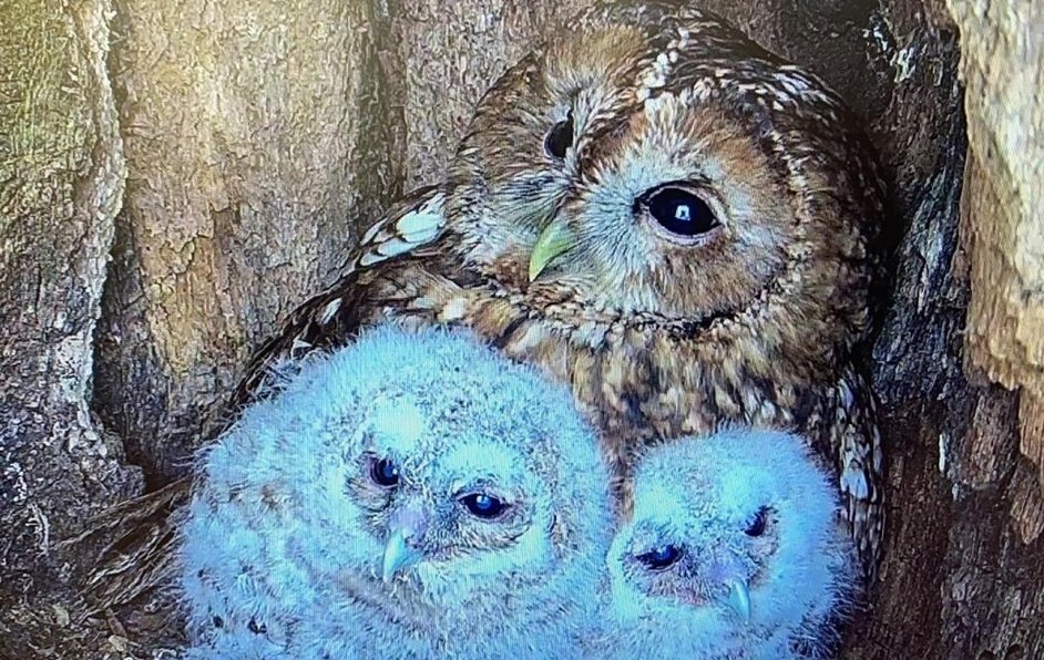 นกฮูกตัวหนึ่งเฝ้าเพียรพยายามเป็นคุณแม่มา2ปีแต่ไข่ไม่เคยฟักออกมาเป็นตัวสักปีเดียว ล่าสุดจนท.พบลูกนกฮูกกำพร้า2ตัวจึงเอามาใส่ไว้ในรัง ไม่แน่ใจเหมือนกันว่าแม่นกฮูกจะรับเป็นลูกไหม พอแม่นกยื่นหน้าเข้าไปในรังแล้วเจอลูกนก2ตัวนั่งรออยู่ก็ดีใจจนตาโตหลงรักทันที🧡ได้เป็นคุณแม่เต็มตัวแล้ว🦉