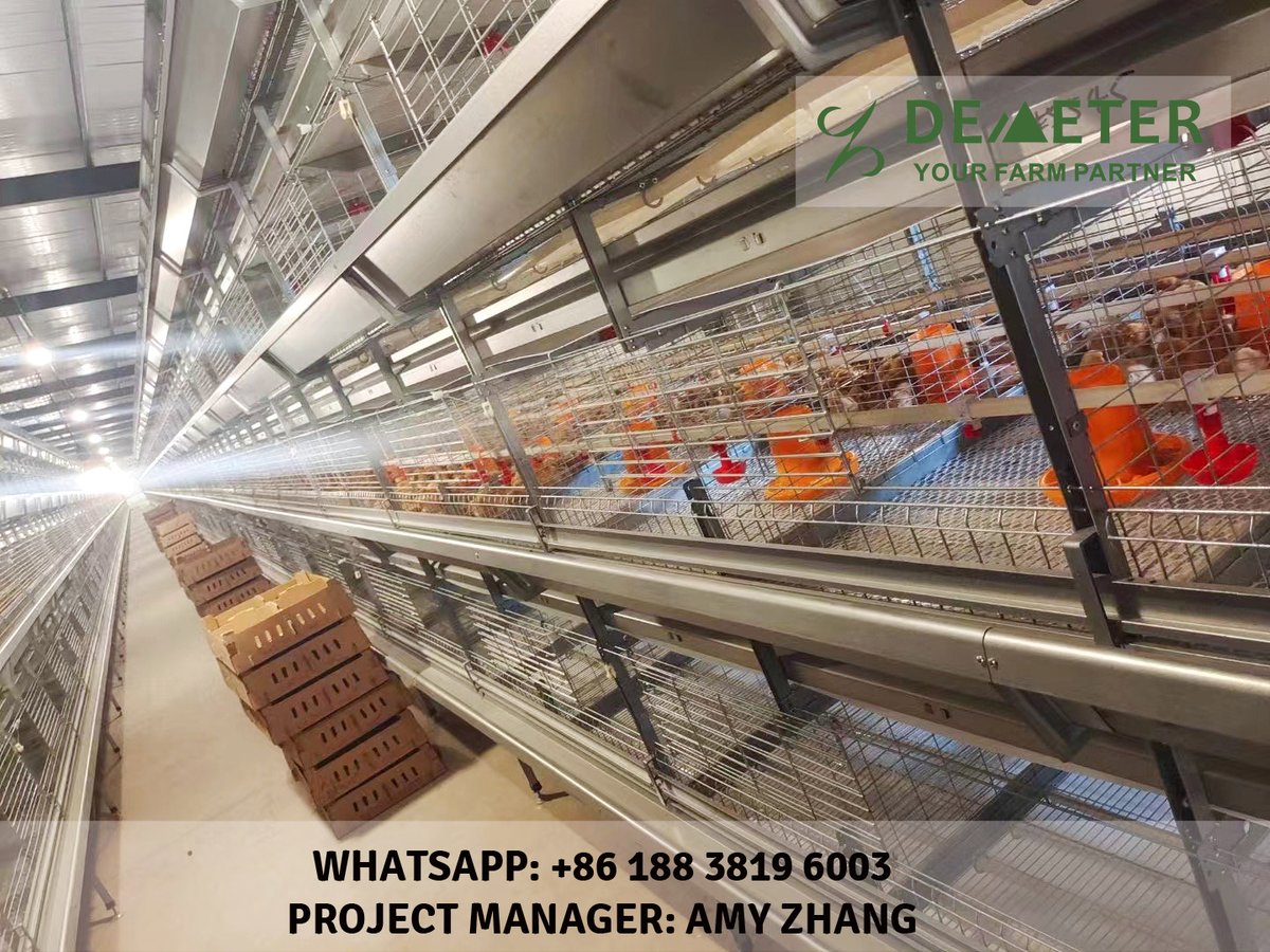 dmtchickencage's tweet image. It's time to load the bird into the automatic chicken cage system
H type automatic broiler chicken cage is ready for operation, they will have returns in 45 days.
Whatsapp: +86 188 3819 6003
Web: demeterchickencage.com demeterpoultry.com
#chickencage #broilercage